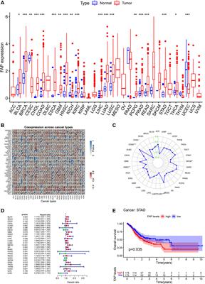 Fibroblast Activation Protein-Alpha is a Prognostic Biomarker Associated With Ferroptosis in Stomach Adenocarcinoma